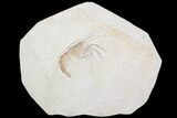 Huge, Fossil Shrimp (Aeger) - Solnhofen Limestone #92462-1
